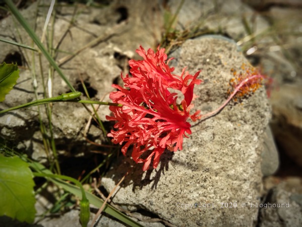 IMG20200314124217.jpg