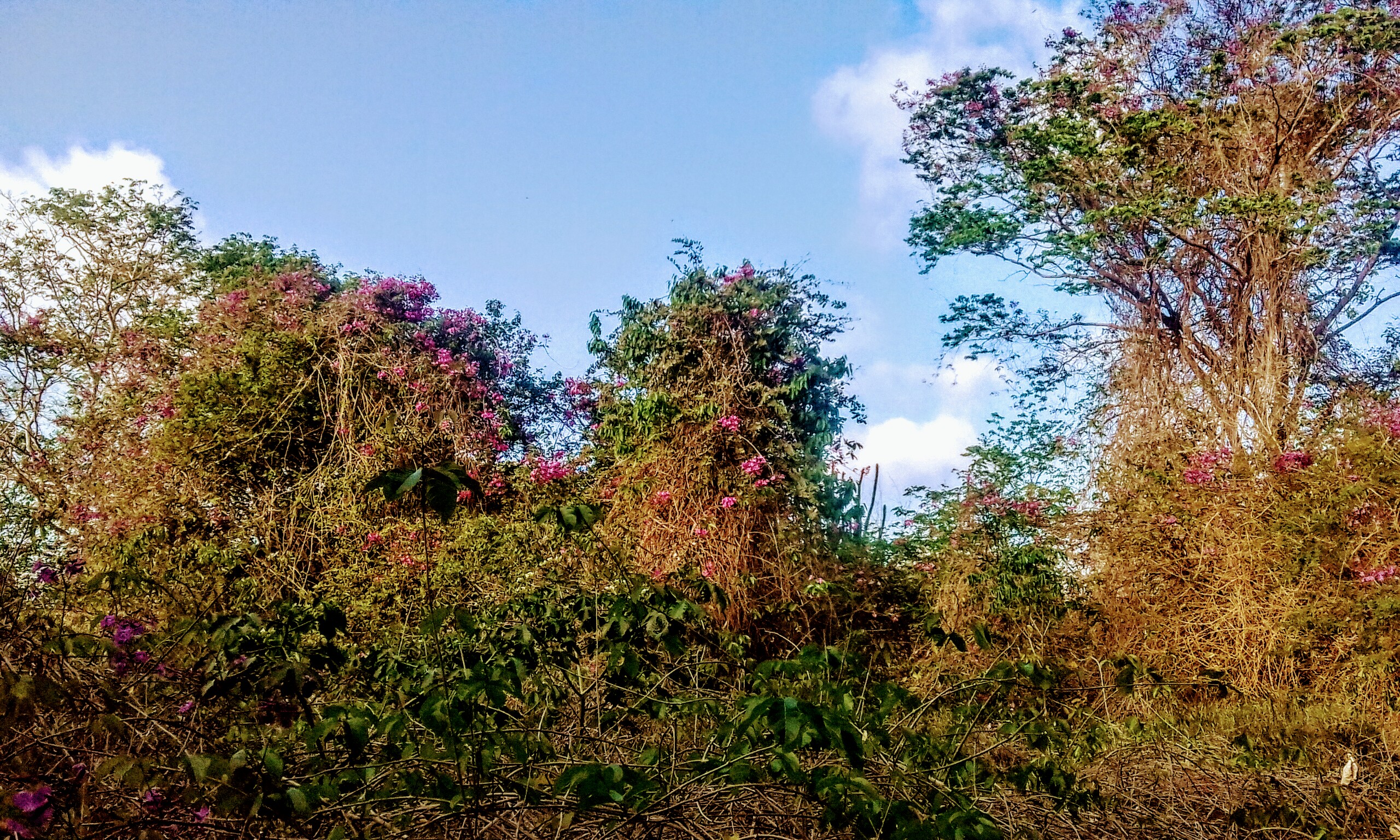 20200708_171628.jpg