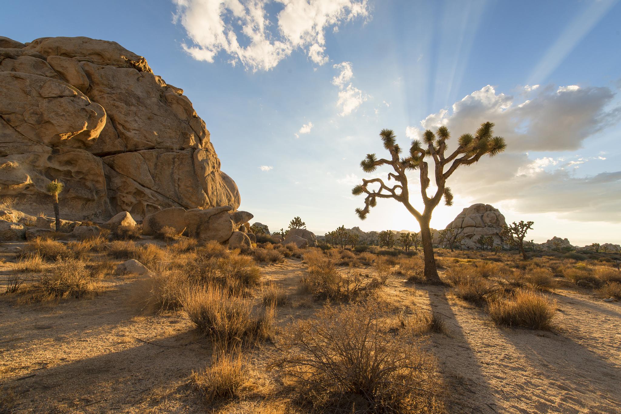 JOSHUA_TREE_NATIONAL_PARK_(15112433079).jpg