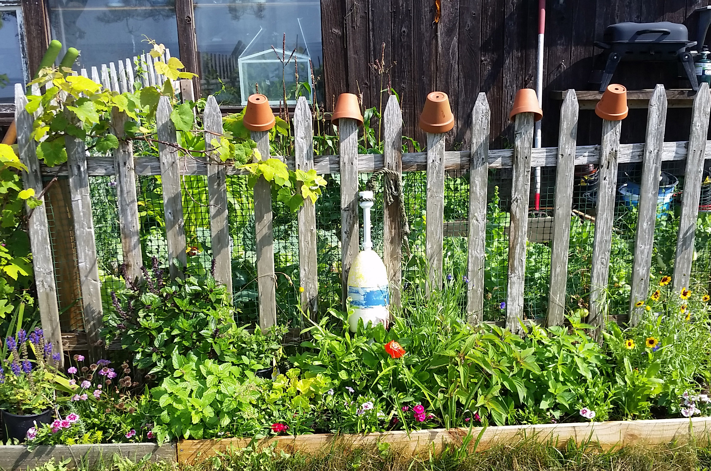 july15garden4.jpg