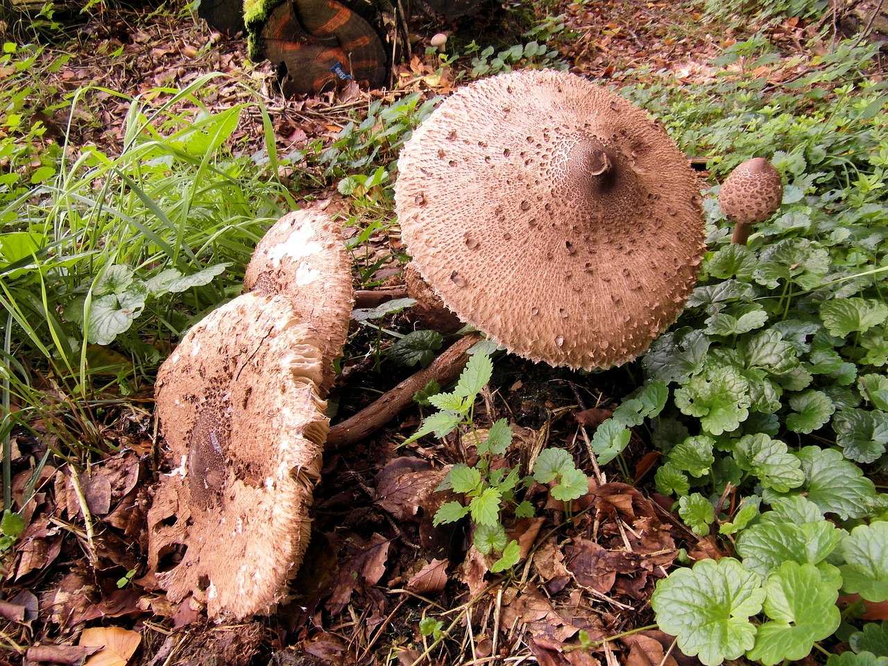 FungusSoil.jpg