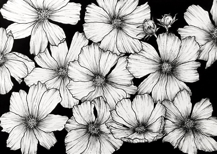 cosmos-flower-pen-drawing.jpg
