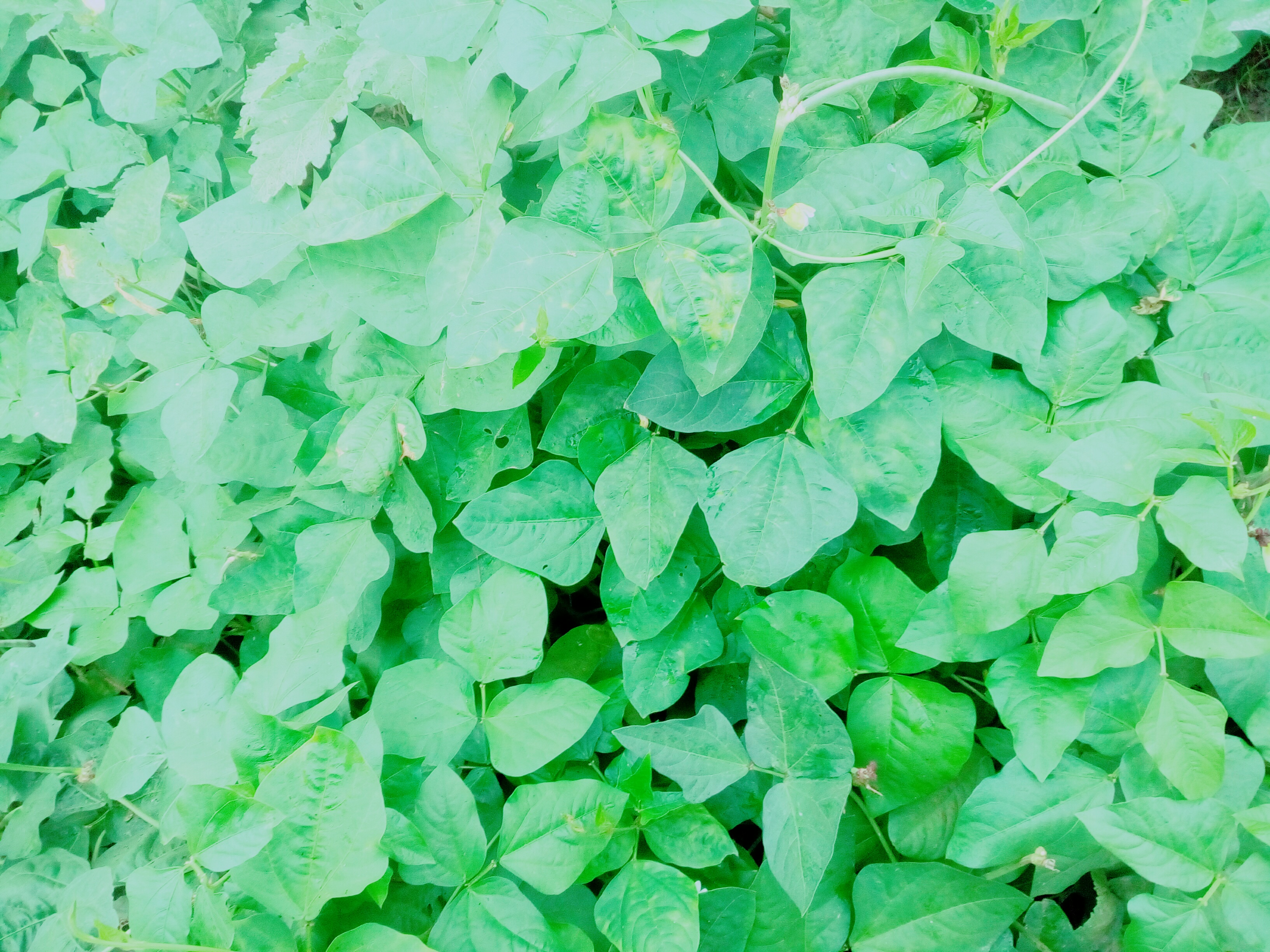 Morning plant is very nice