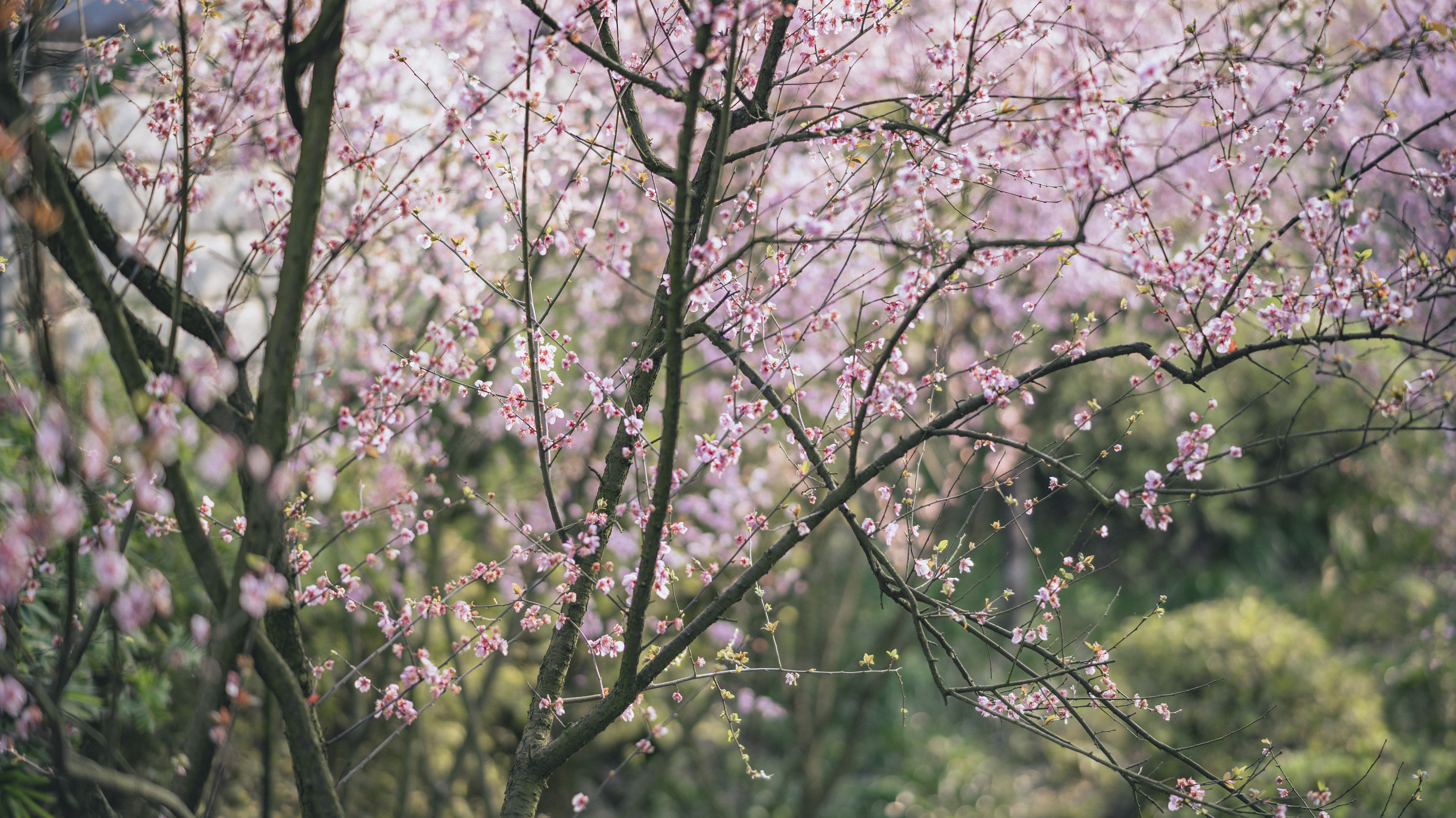 DSC_8017 拷贝.jpg