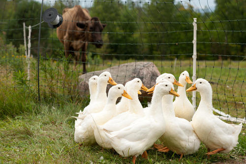 duck-500x500.jpg