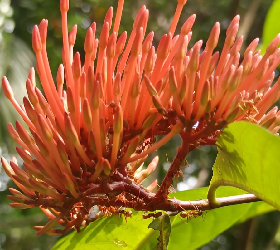 Fotografía de flores de Ixora.