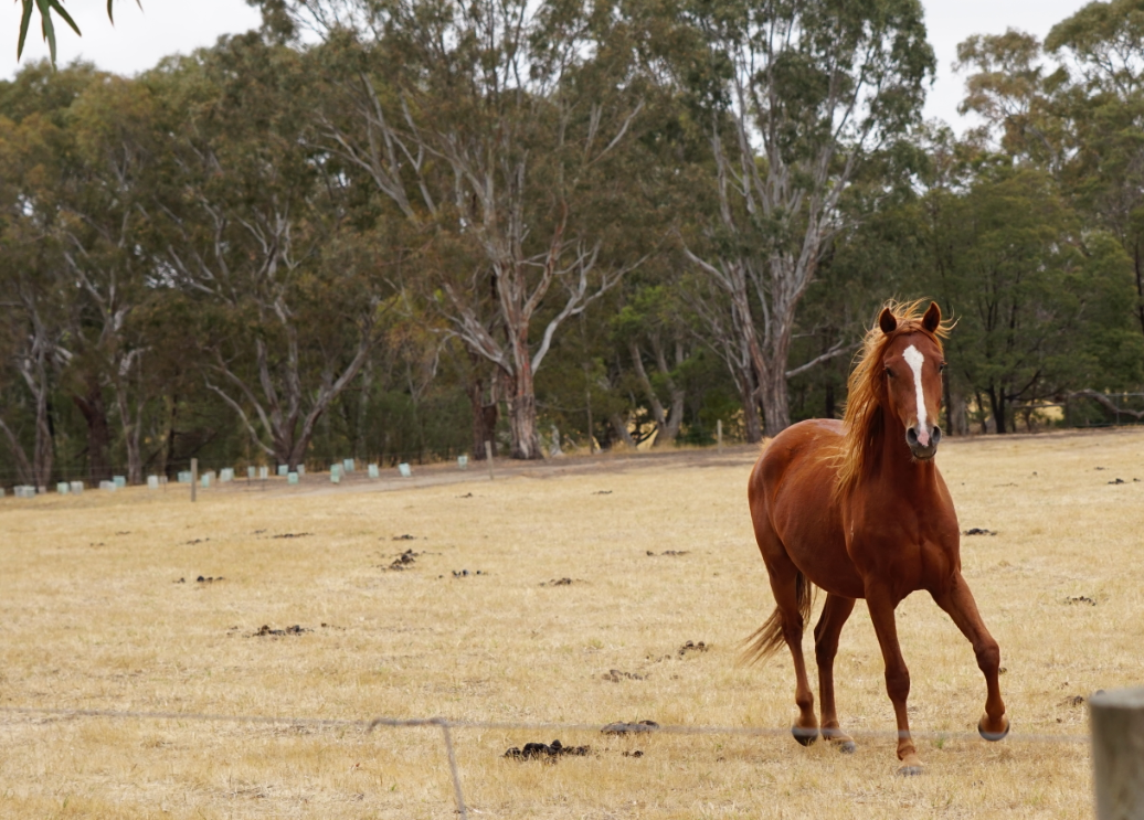 Horse
