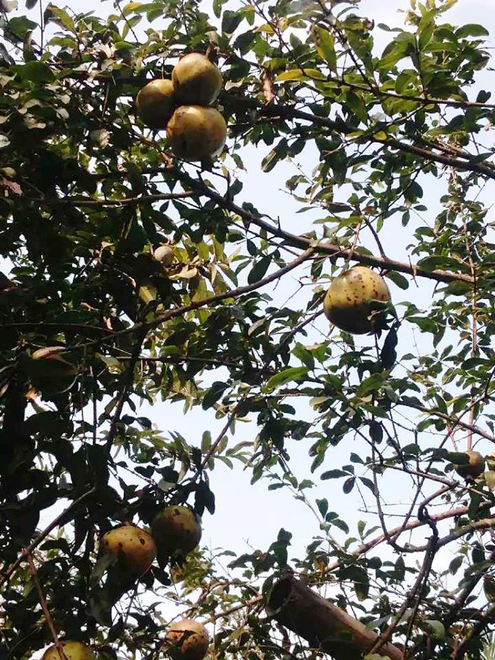 36972296_1762283527220964_8912619951714467840_n (1).jpg