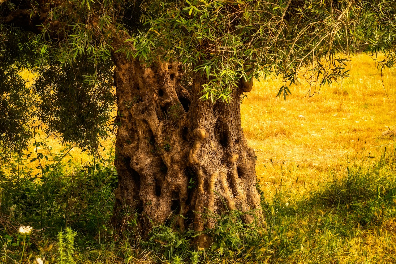 olive-tree-3465274_1280.jpg
