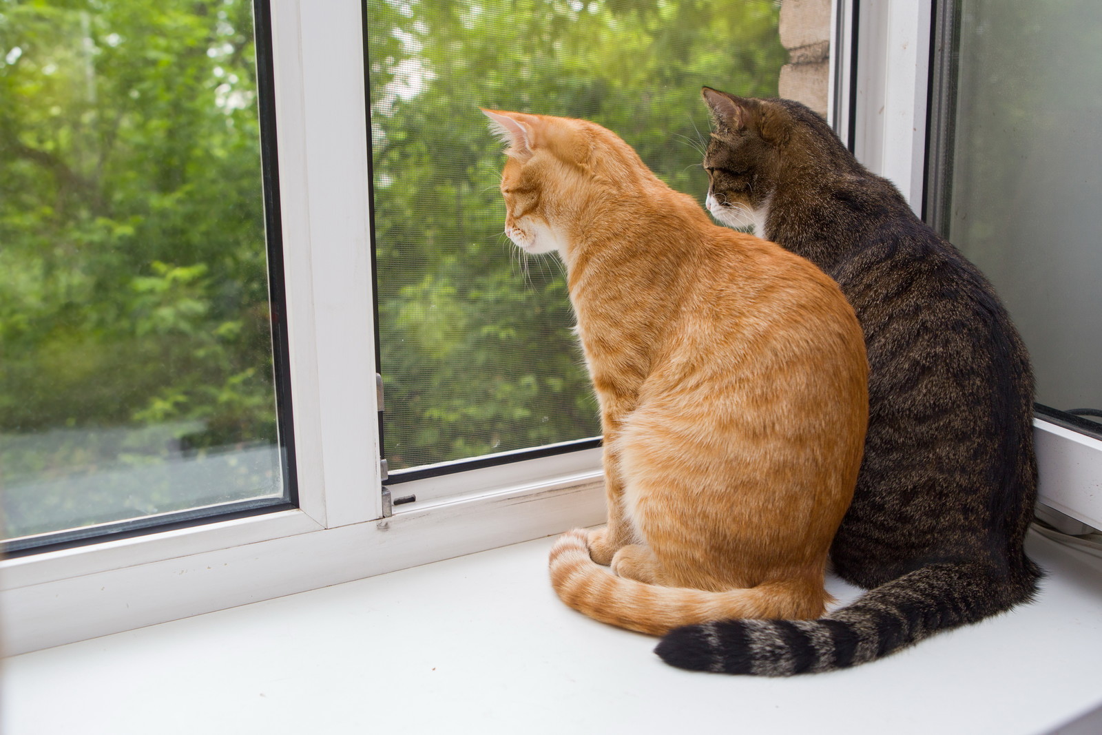 Что значит если кот сидит. Кошка на подоконнике. Без кота и жизнь не та. Кошка сидит. Кошка на окне.