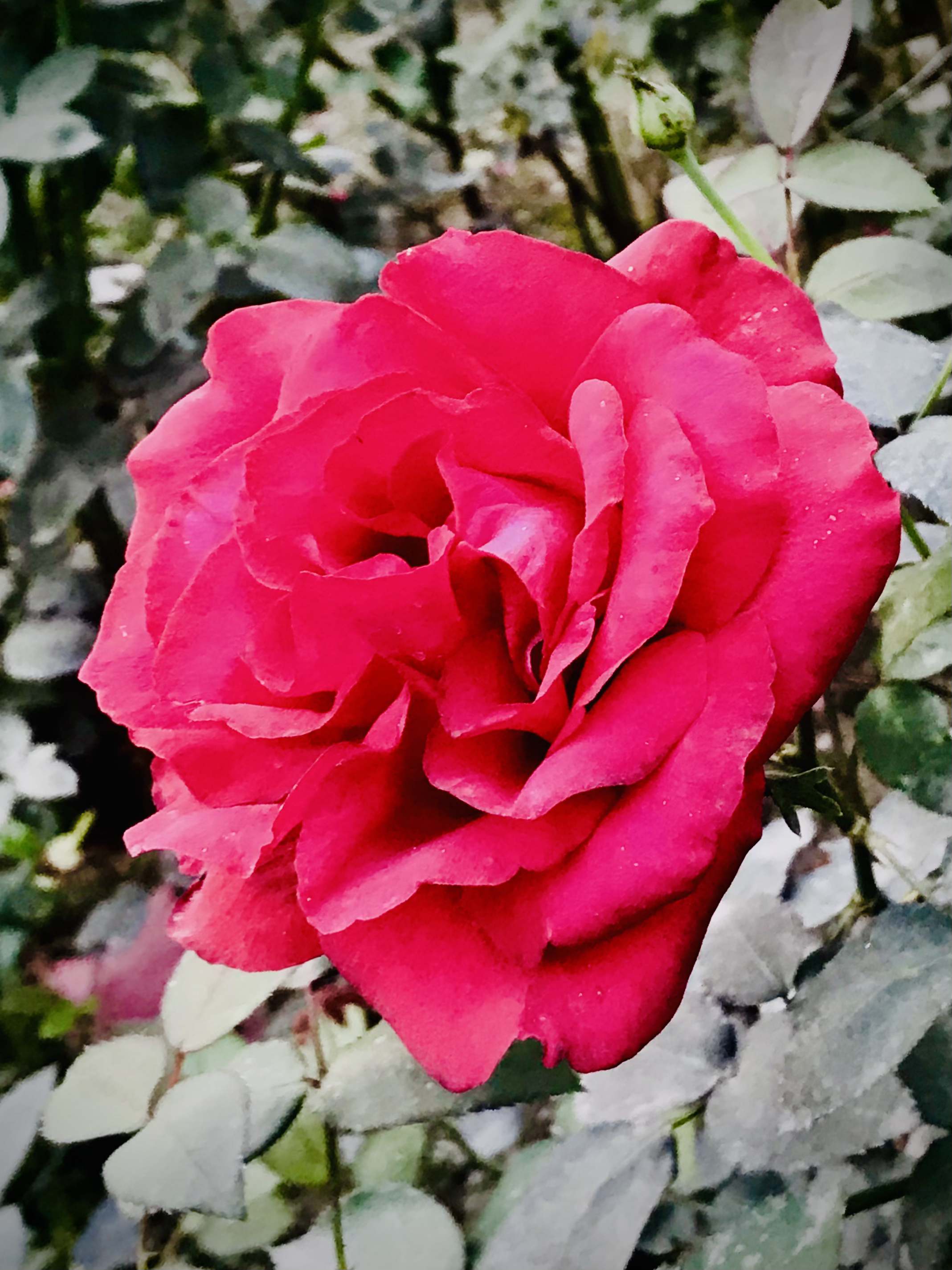27290BB2-C62E-4229-A95F-6D2F7D60047D.jpeg