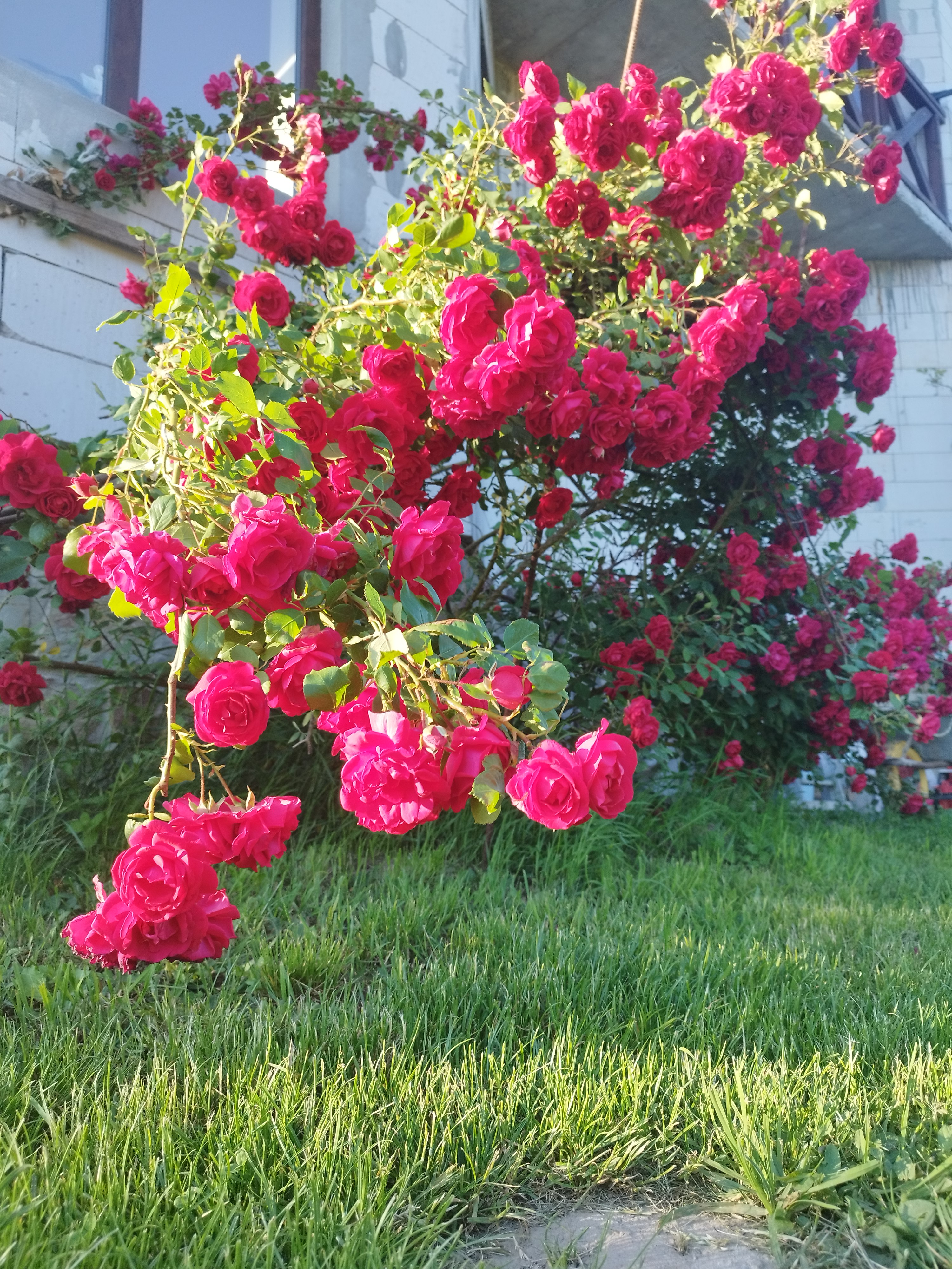 IMG_20260616_200146.jpg