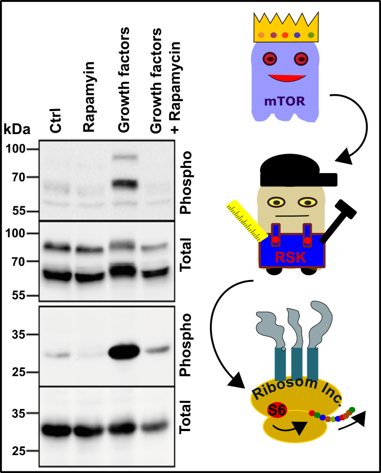mTOR S6 Signaling.png