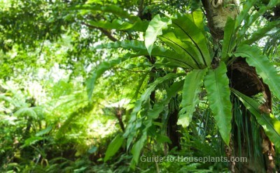 xbird-nest-fern-in-forest.jpg.pagespeed.ic.0gA9c8u-Y2.jpg