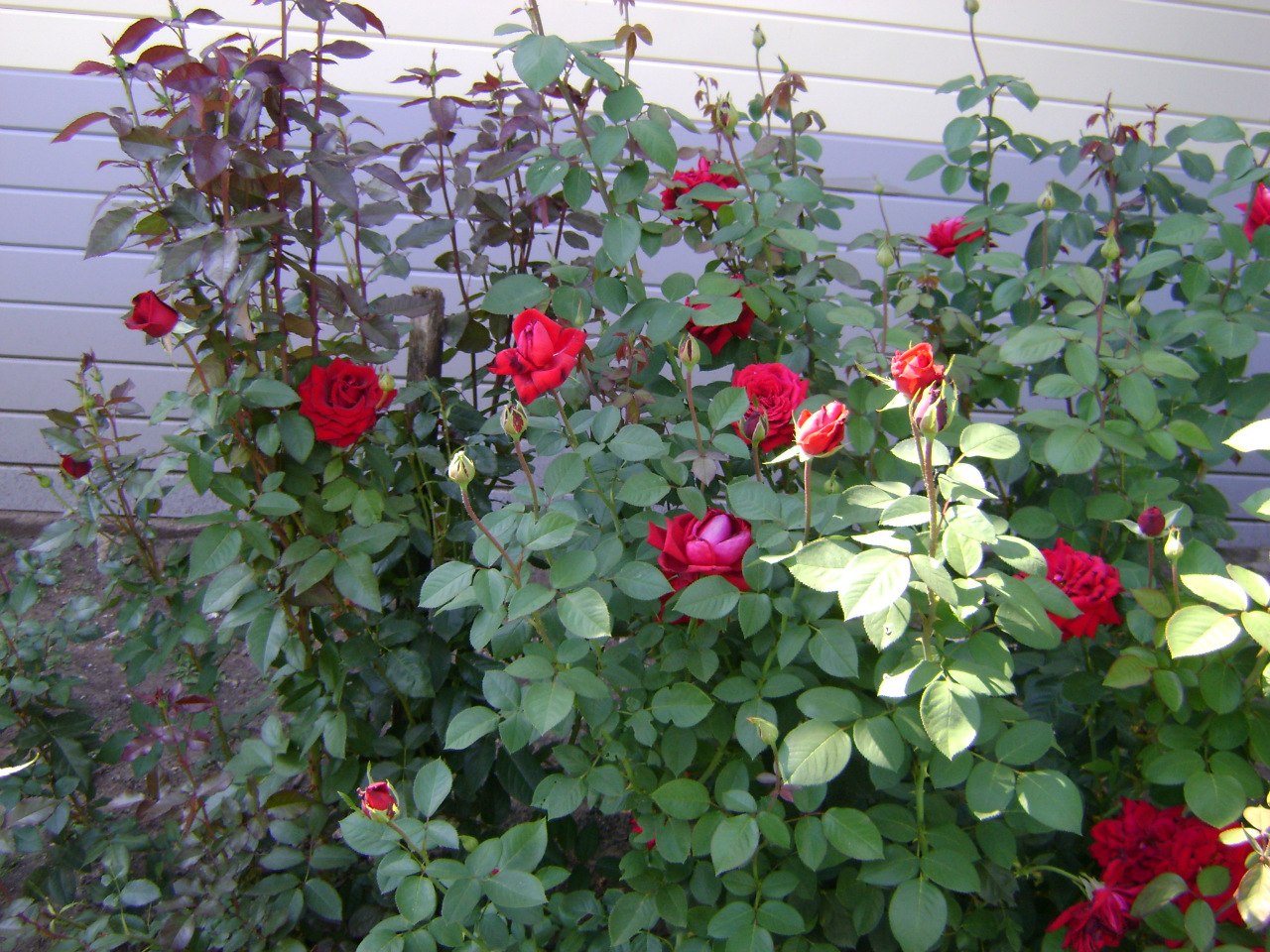 IMG_3166.jpg