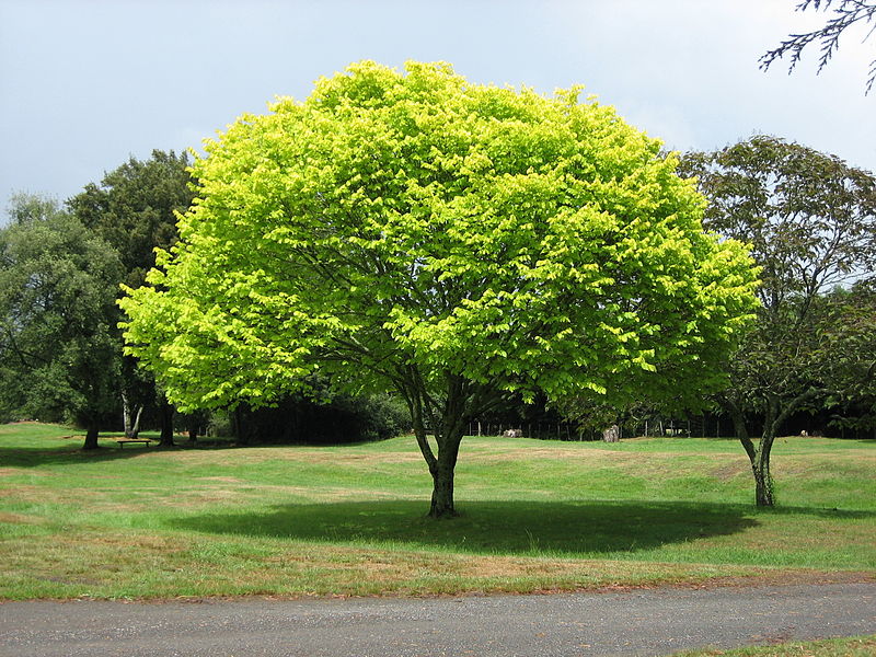 800px-Bright_green_tree_-_Waikato.jpg