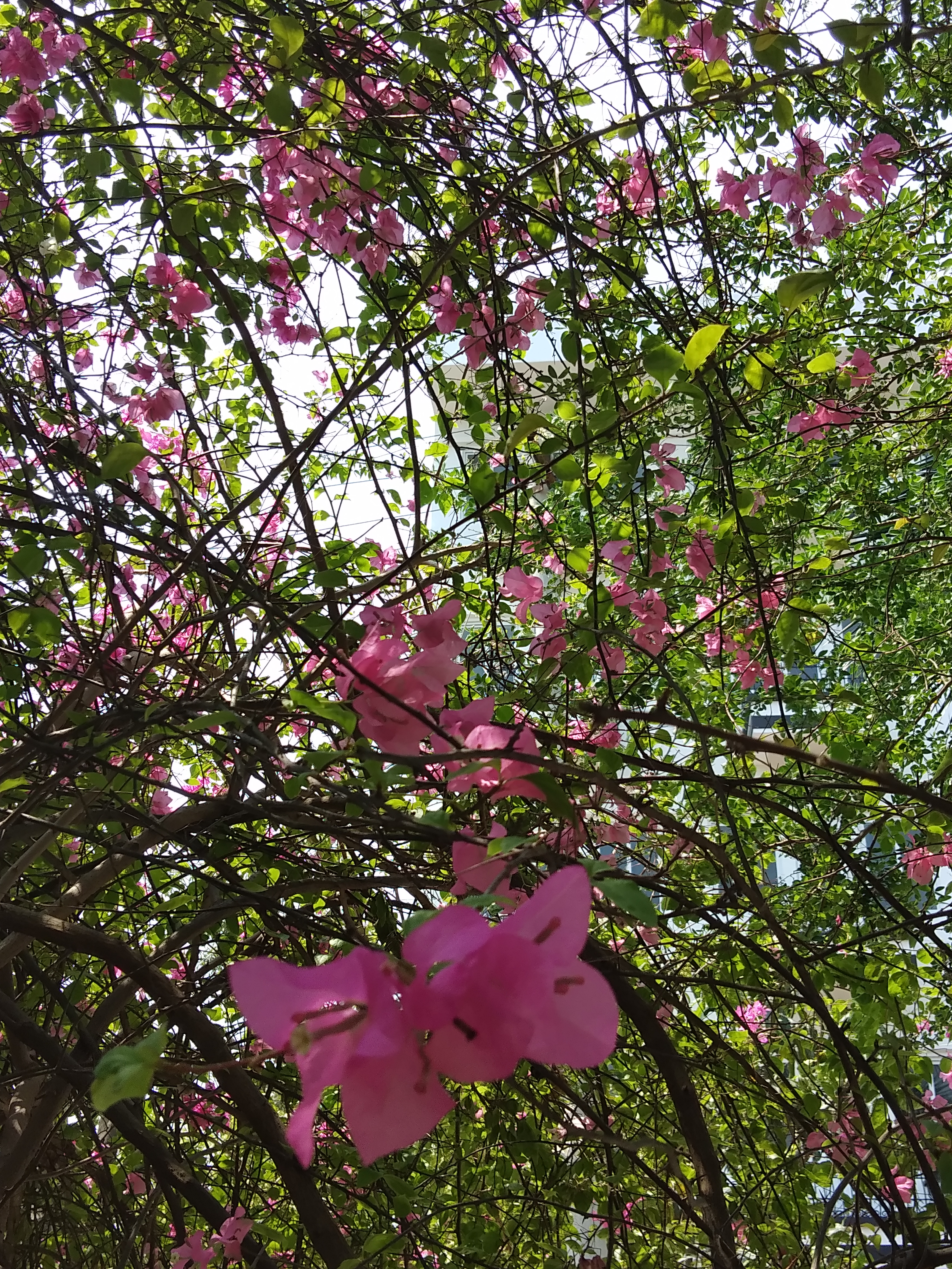 IMG_20190515_103539.jpg