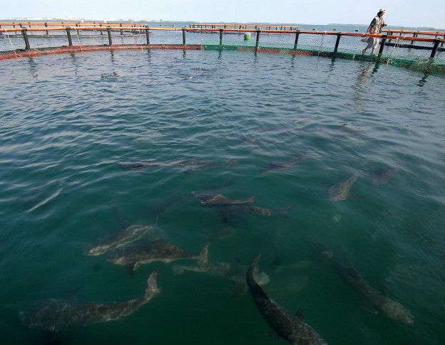 160224195130_pez_cobia_depredador_encierro_624x485_getty_nocredit.jpg