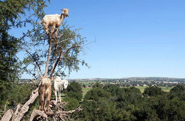 tree-goat.jpg