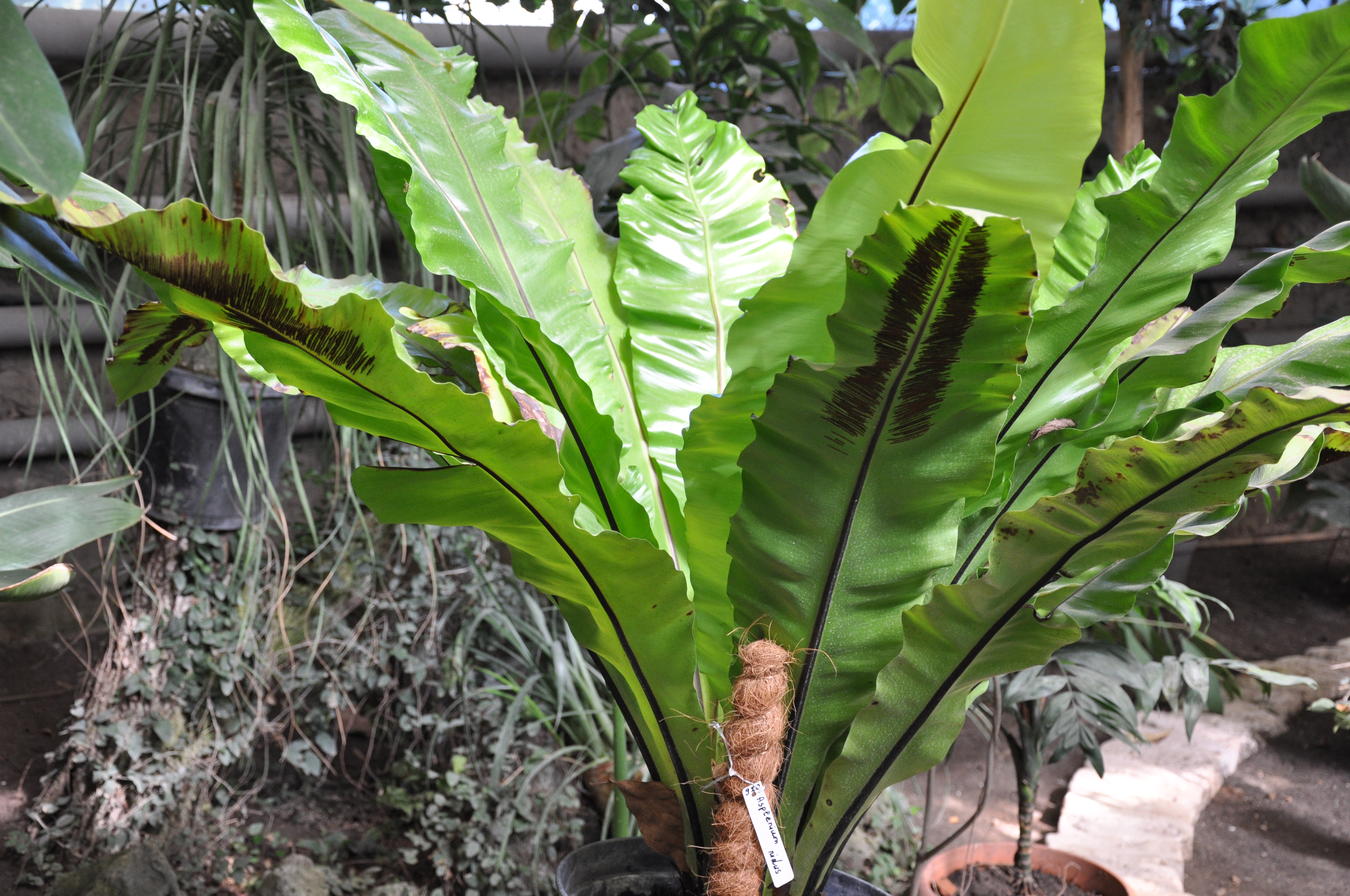 Asplenium_nidus_Bird's_Nest_Fern_แแกแแแแแแฃแแ.JPG