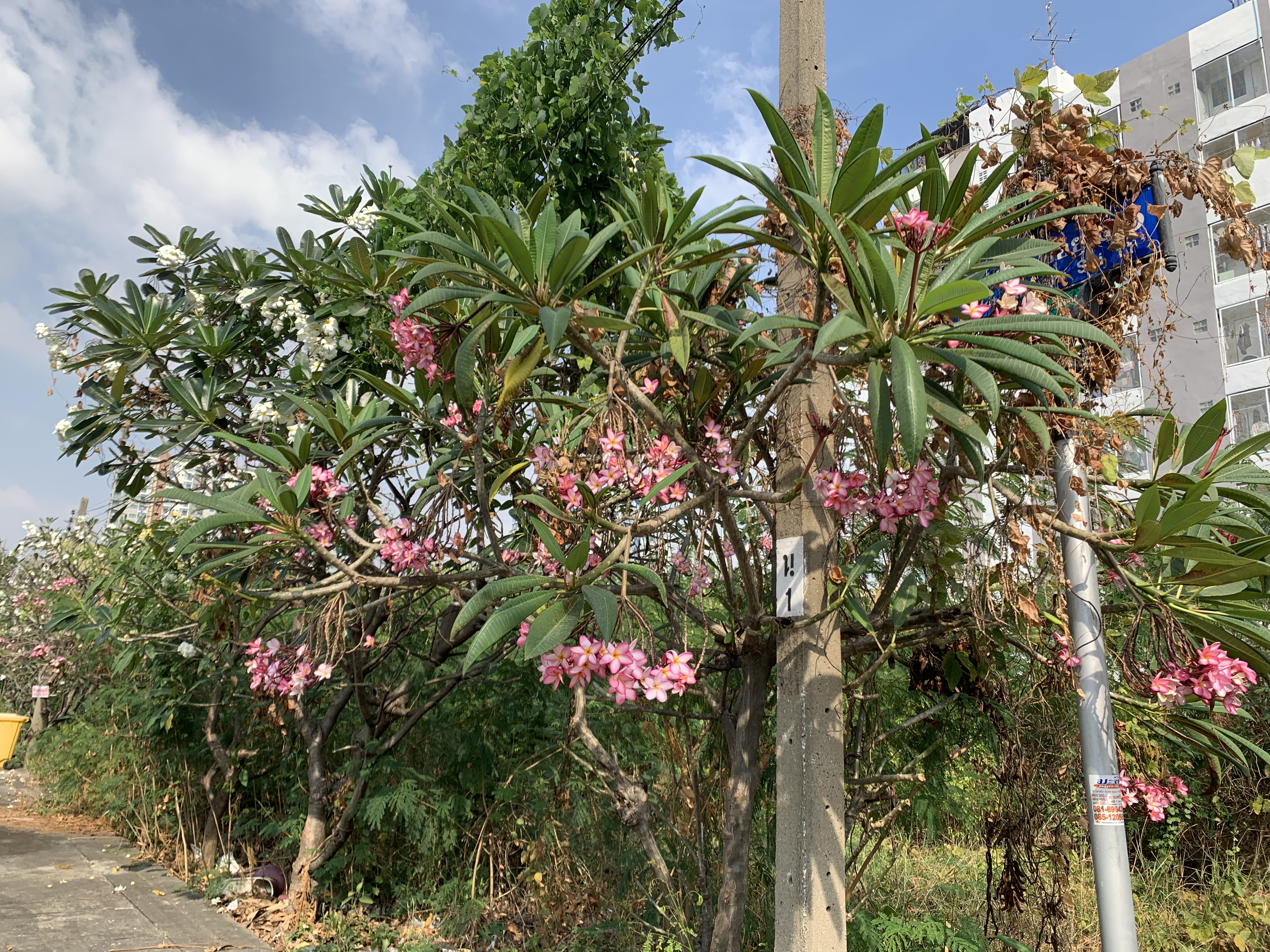 Beautiful flowers1.jpg
