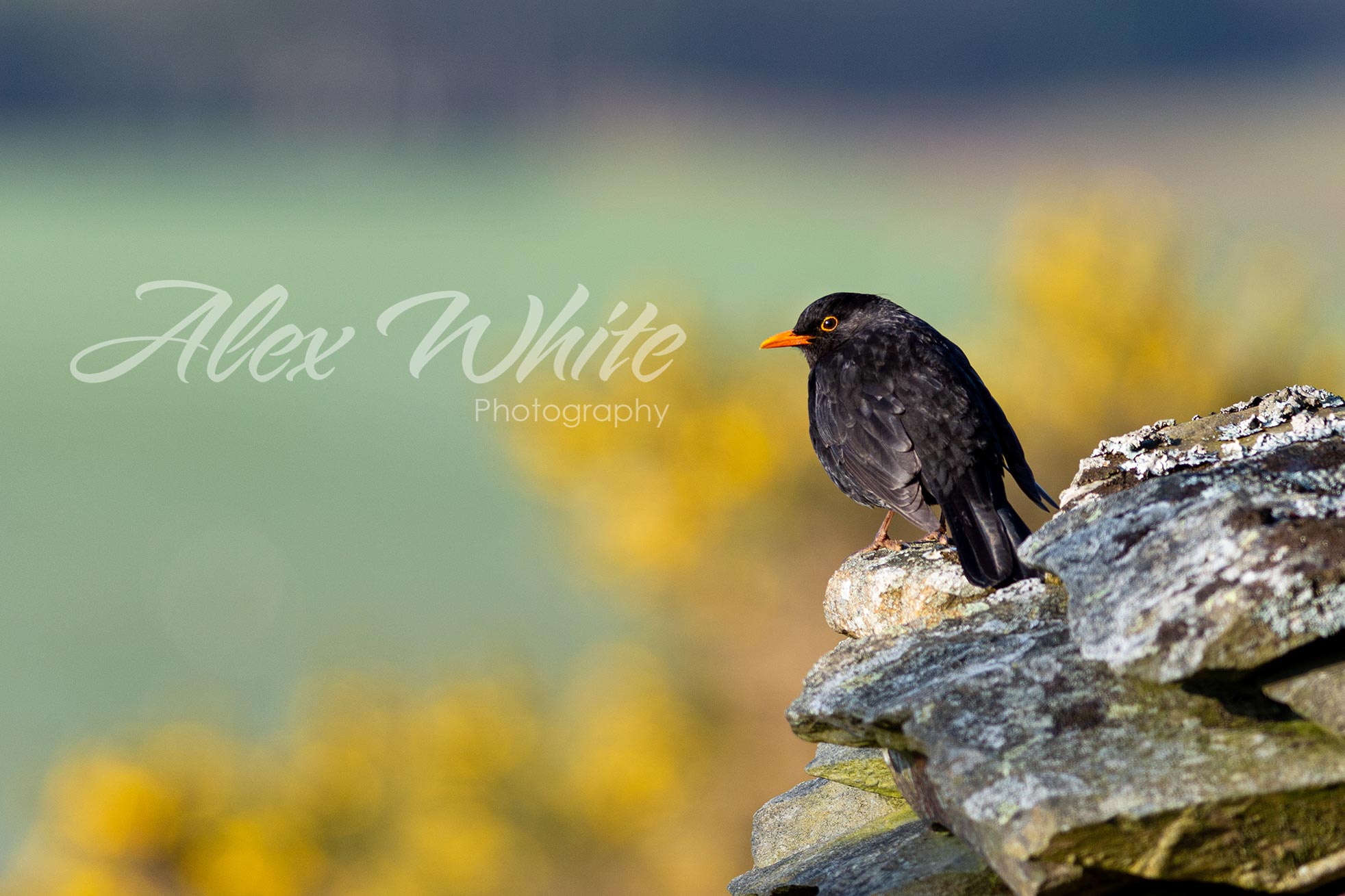 Blackbird (1 of 1).jpg