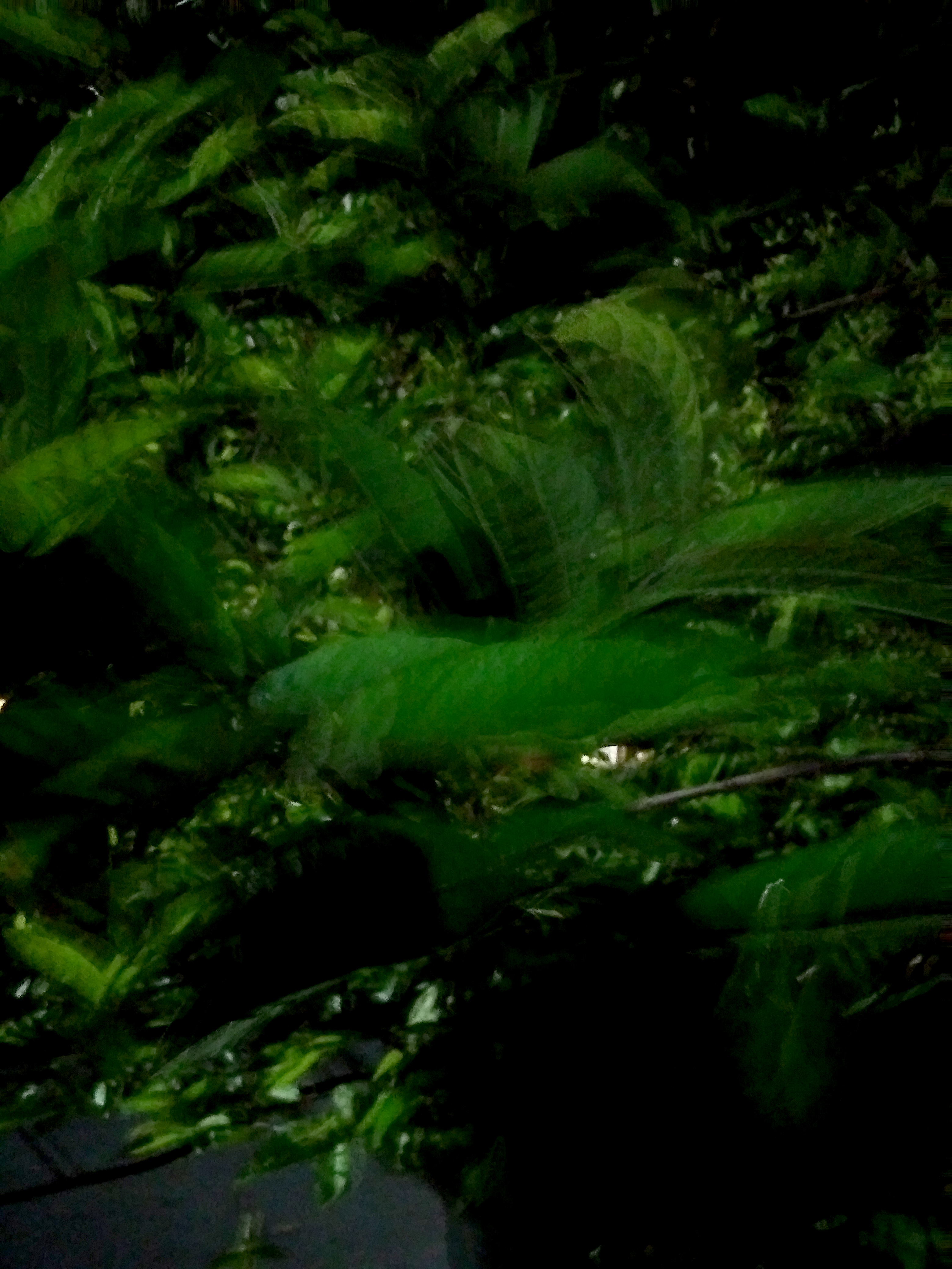 guayaba.jpg