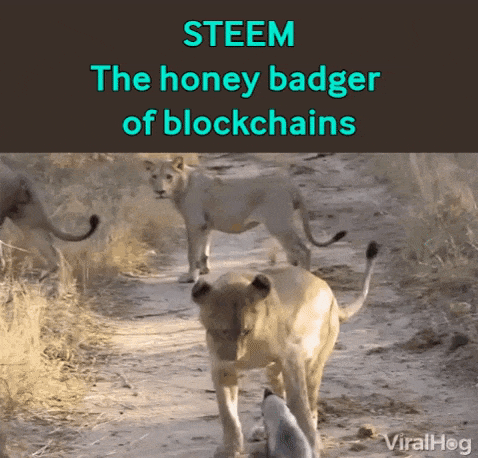 steem honeybadger.gif