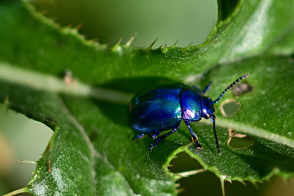 beetle-4401814_960_720.jpg