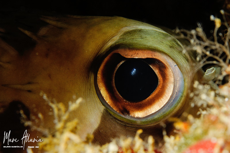 diodon6 oeil.jpg