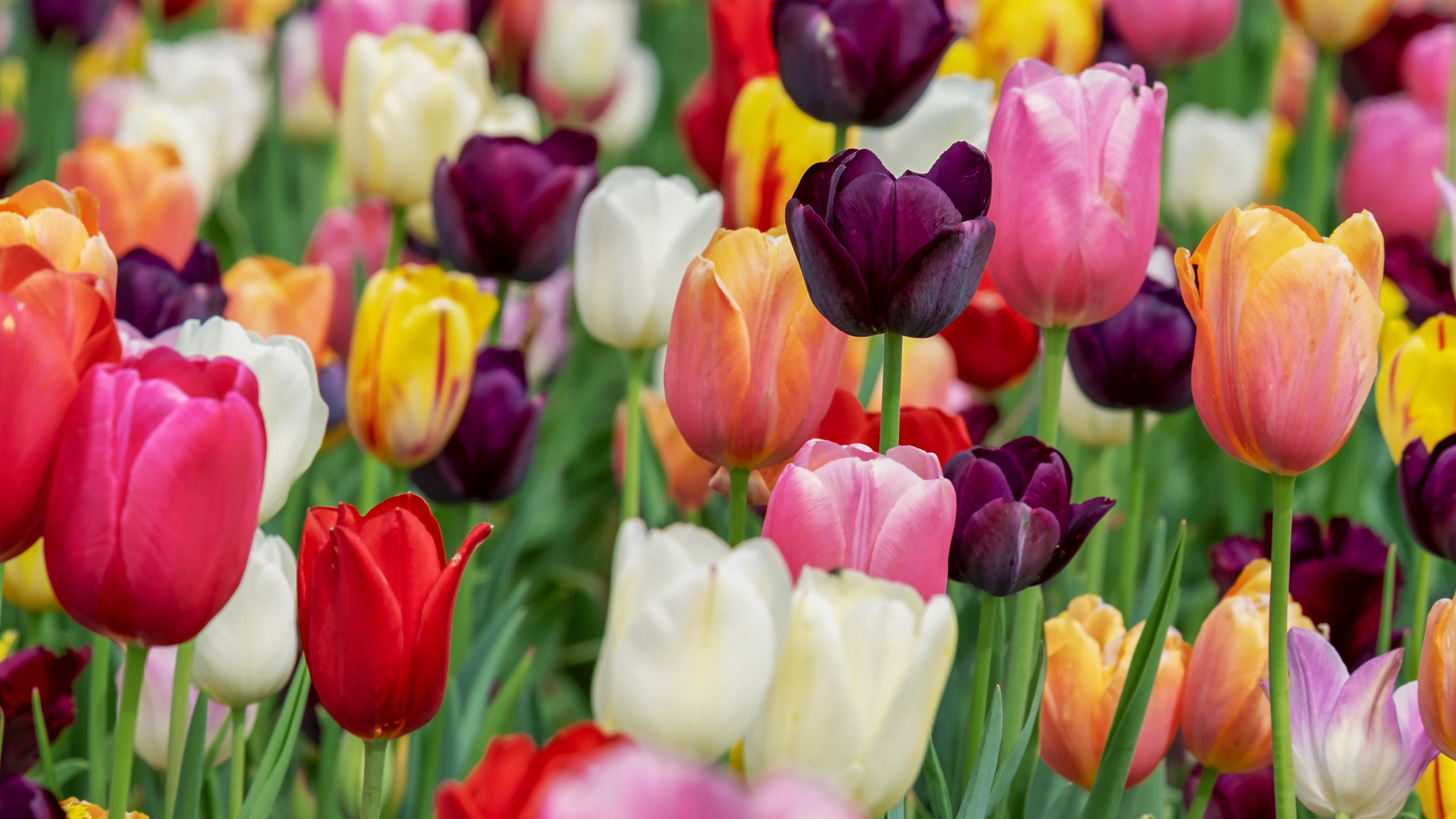 wp9003850-tulips-flower-4k-wallpapers.jpg