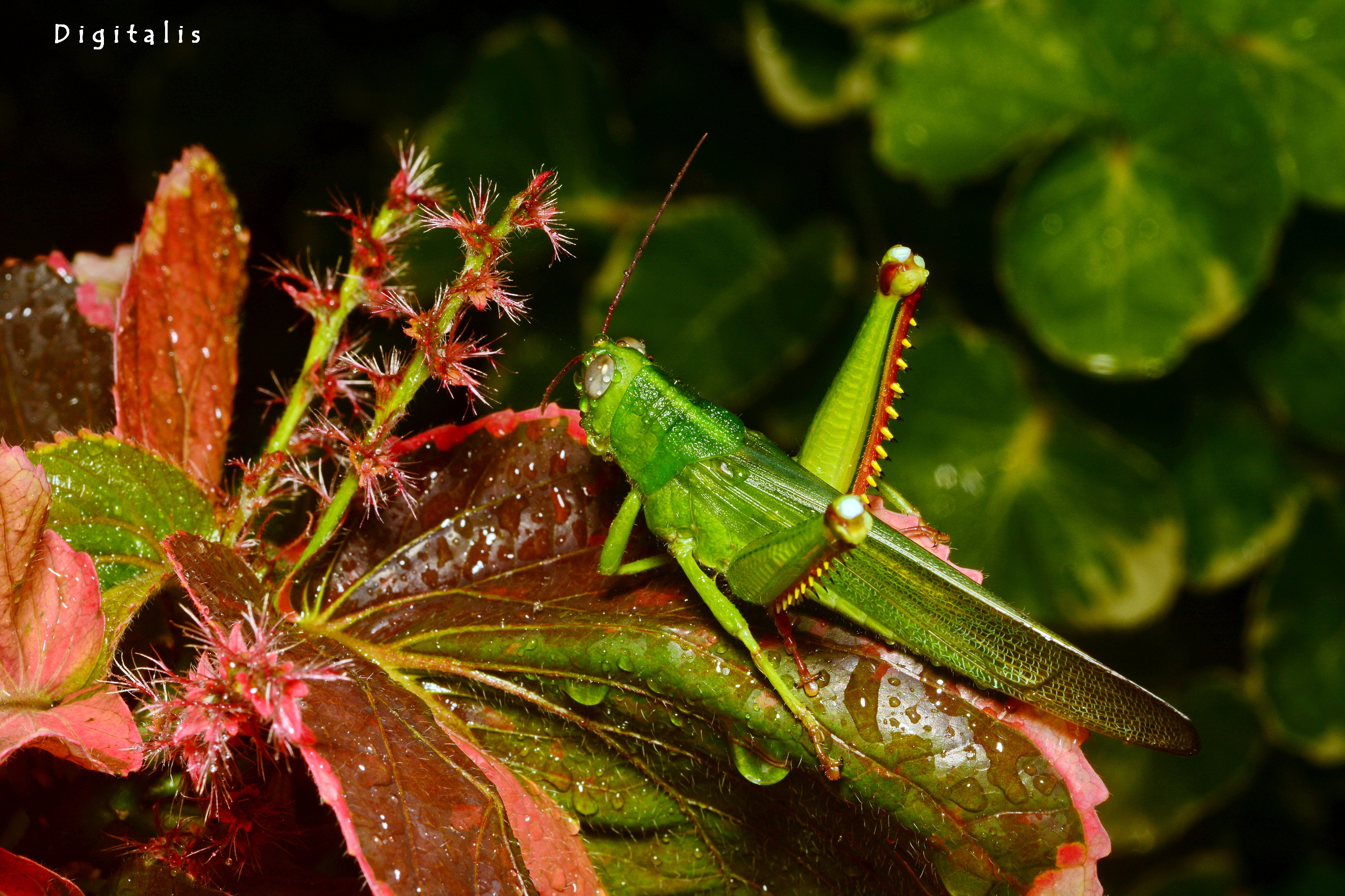 DSC_4298.JPG