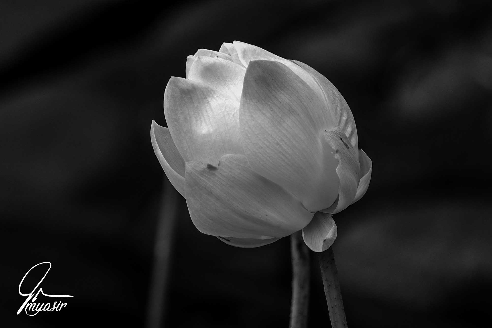 yasir bnw (1).jpg