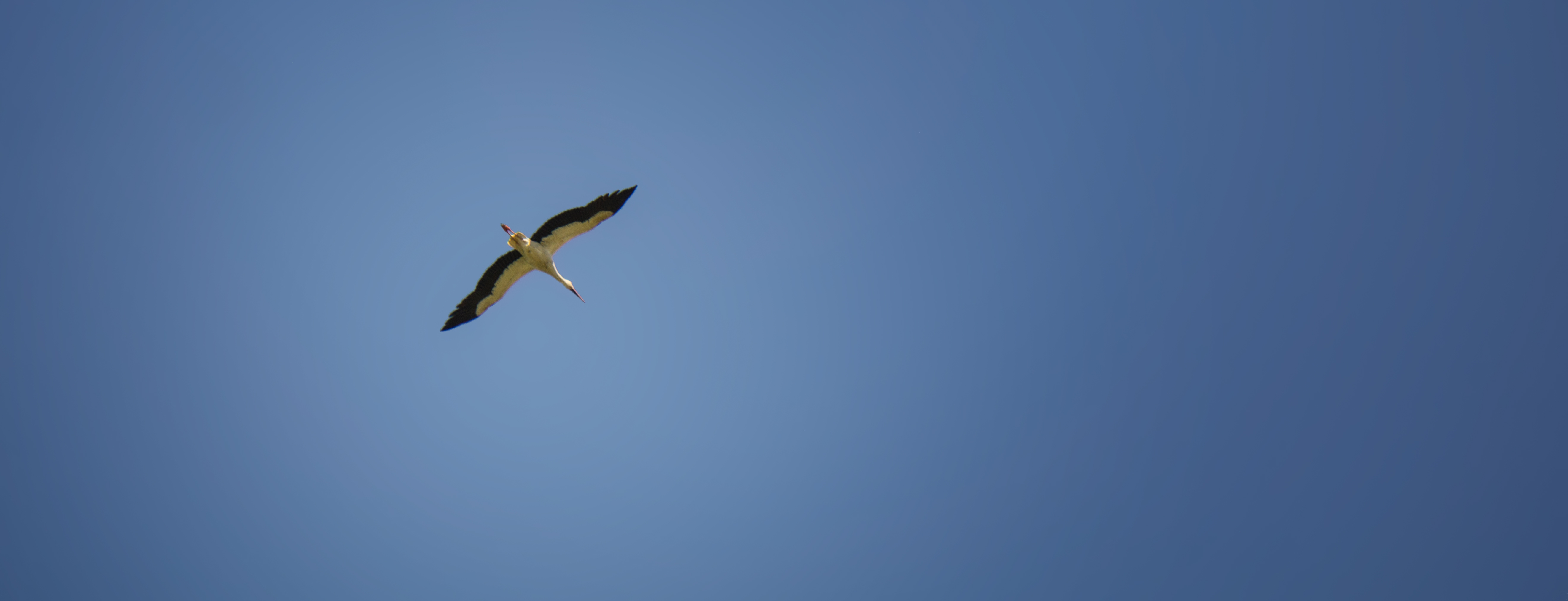 DSC00922_b2.jpg
