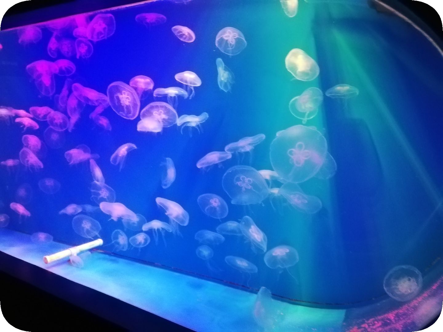 Oceanarium. SPb. Part 5\Ozeanarium. SPb. Teil 5