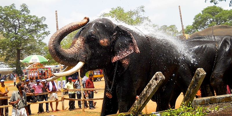 blog_Monsoon-Spa-for-Elephants.png