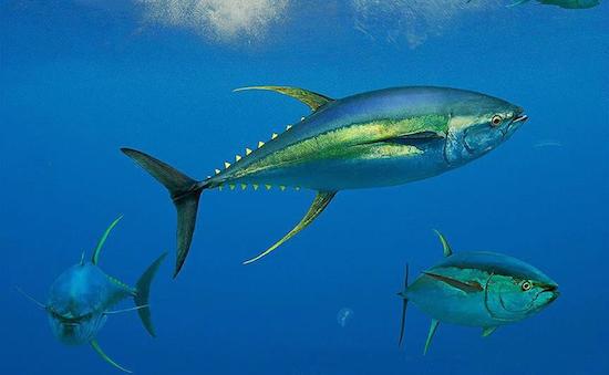 Buendiario-atun-pesca-japon-reducir-mitad-2.jpeg