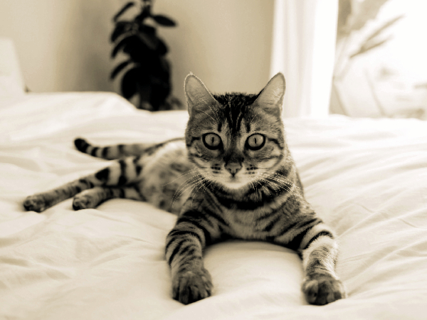 7 false myths about cats.jpg