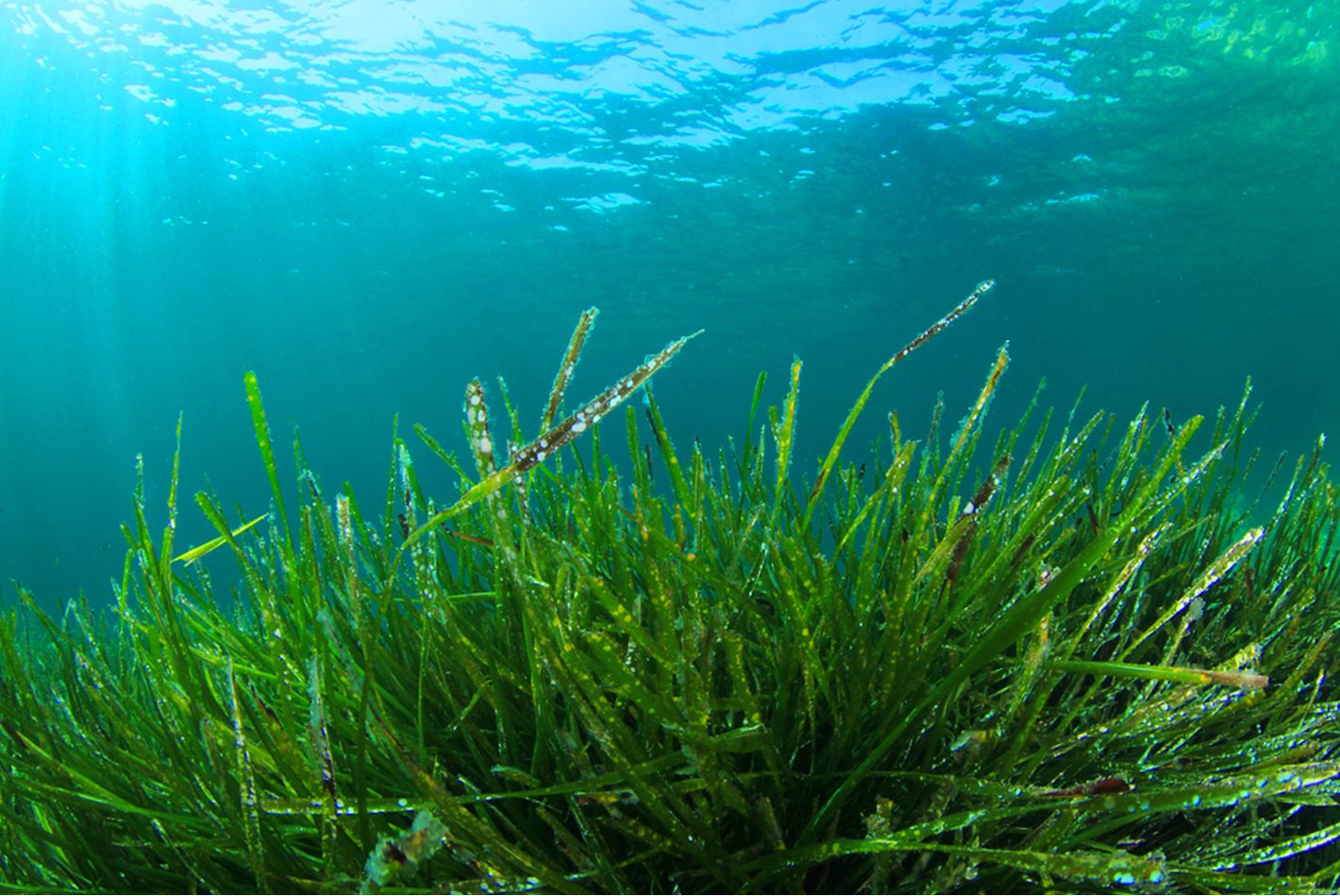 spirulina.jpg