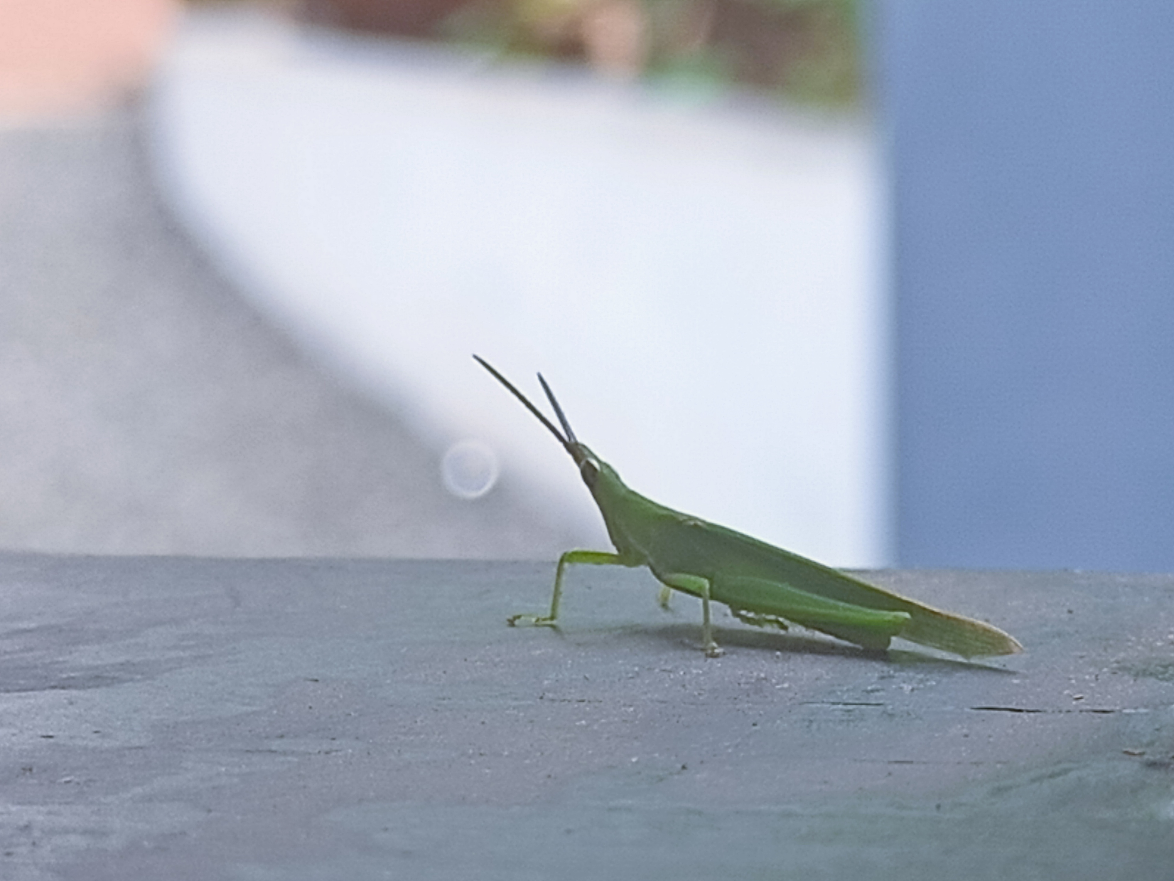 IMG20210520142426.jpg