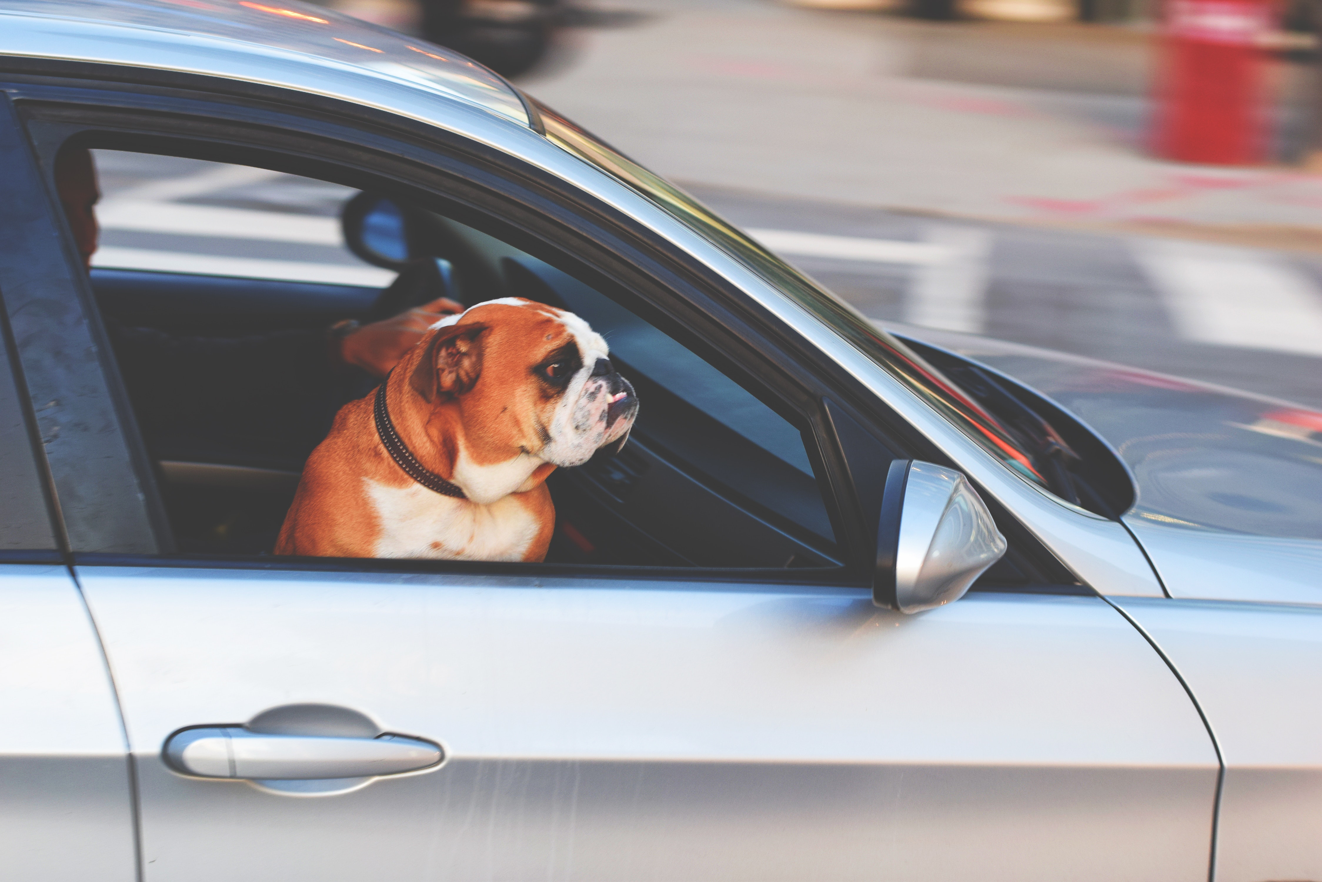 adorable-adult-animal-236452.jpg