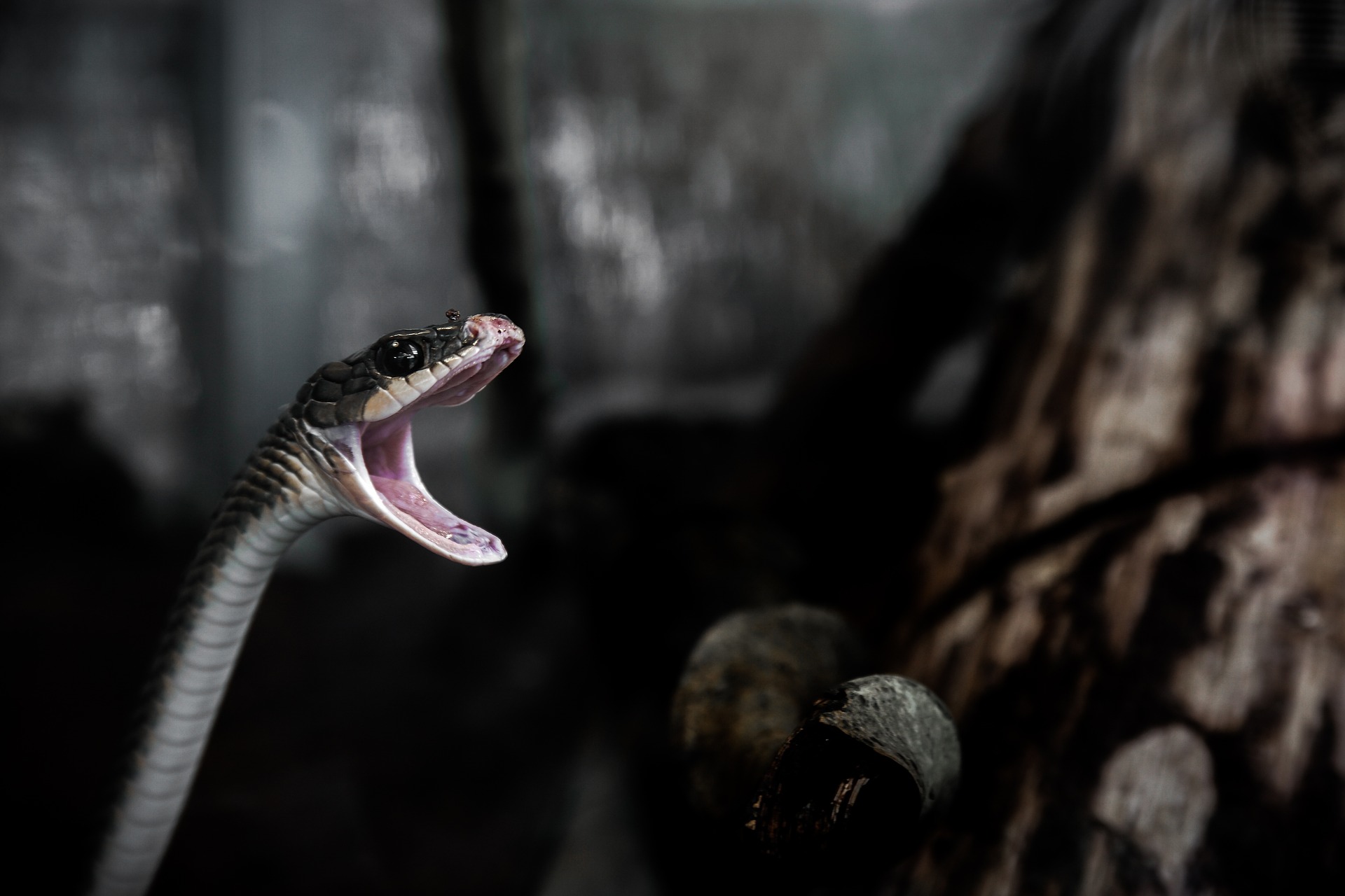 animal-1283217_1920.jpg