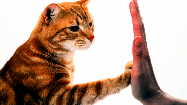 10 tips to help you become the best cat owner of all time.jpg