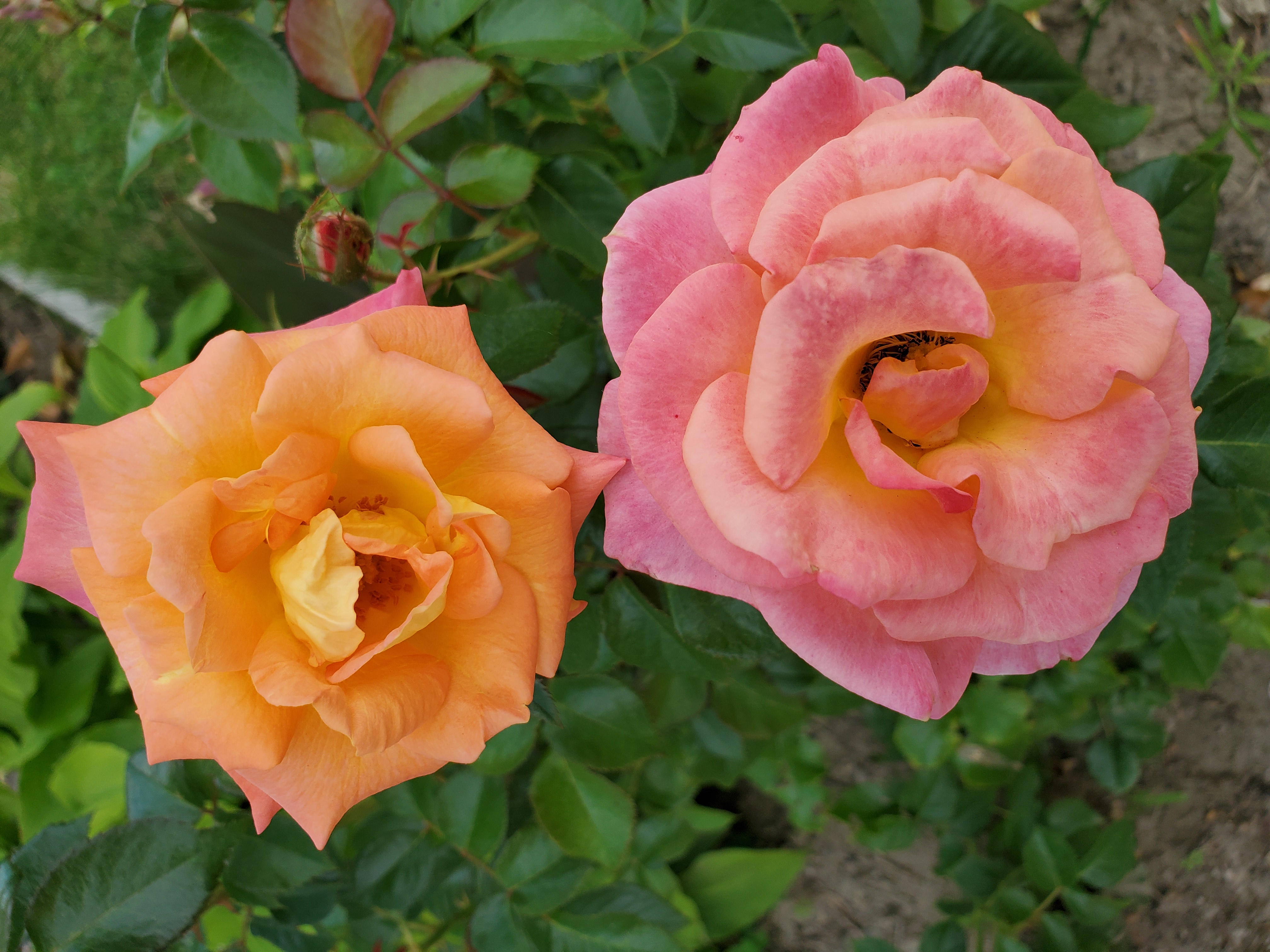 20200816_164605.jpg