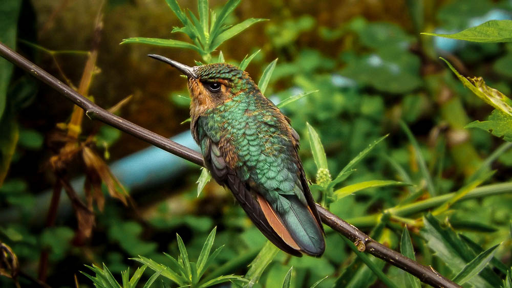 Adrian Lizcano - Fauna.jpg