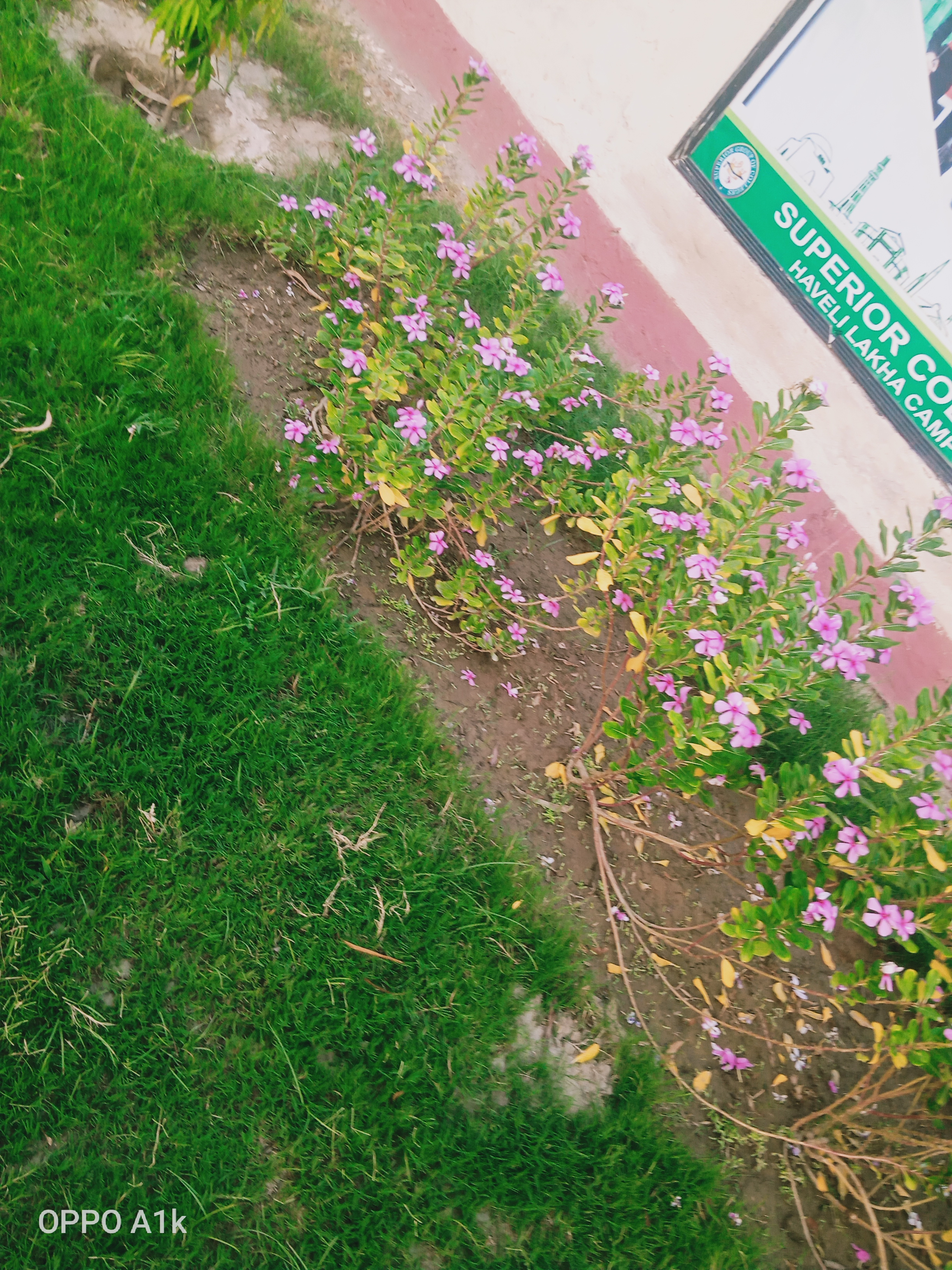 IMG20210618182230.jpg
