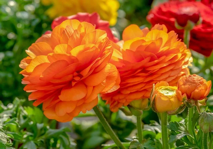 ranunculus-4076082__480.webp