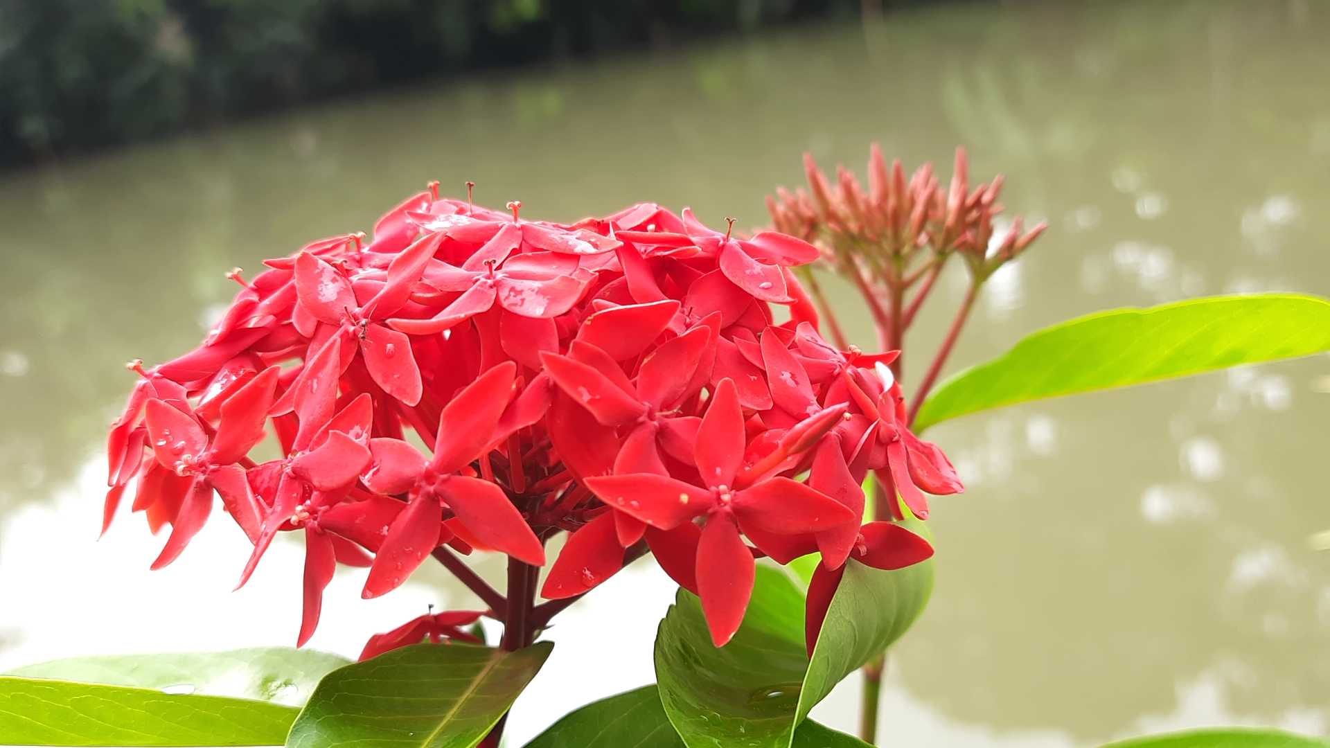 Roggon Flower photography