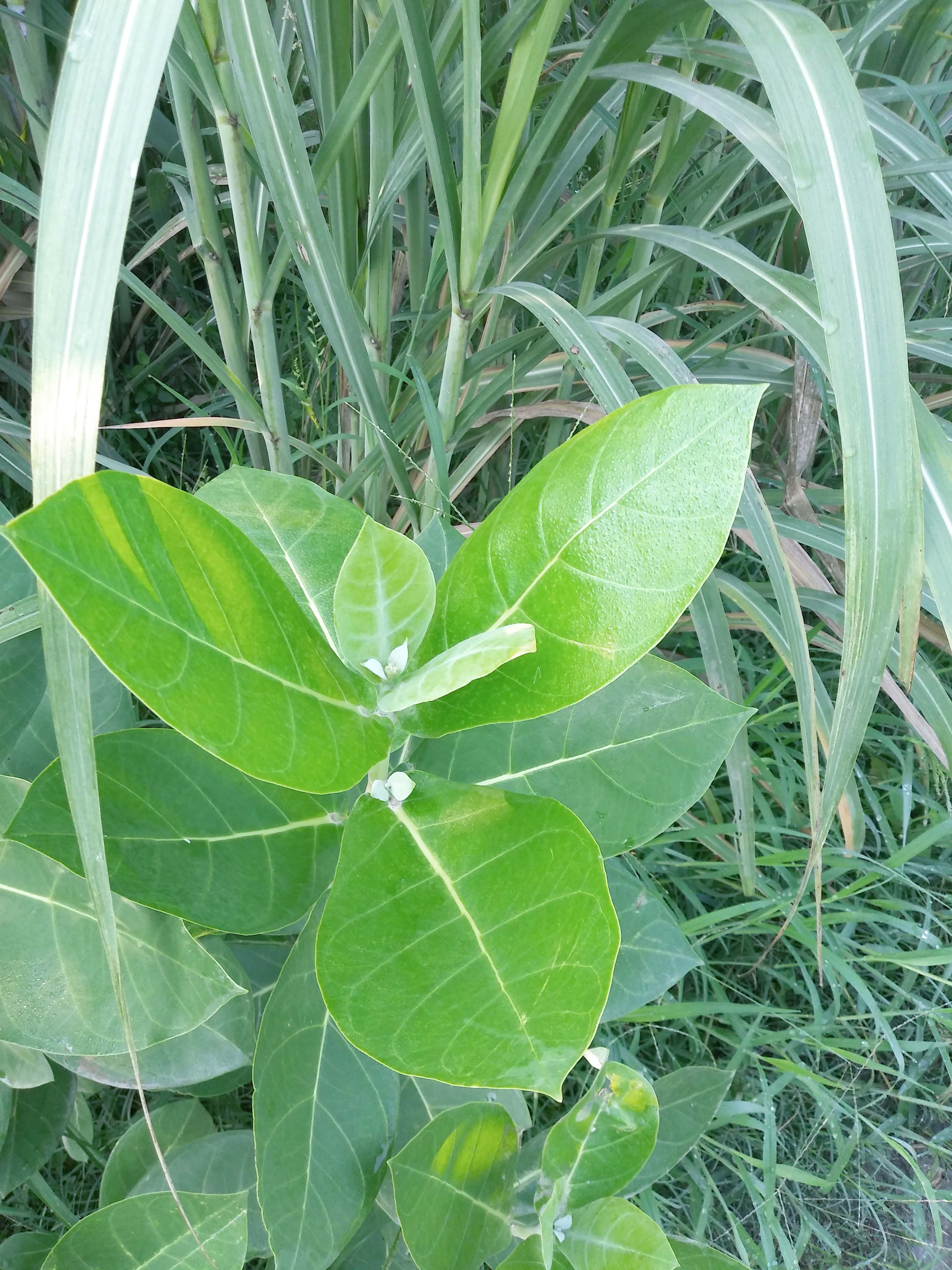 20190721_072146.jpg