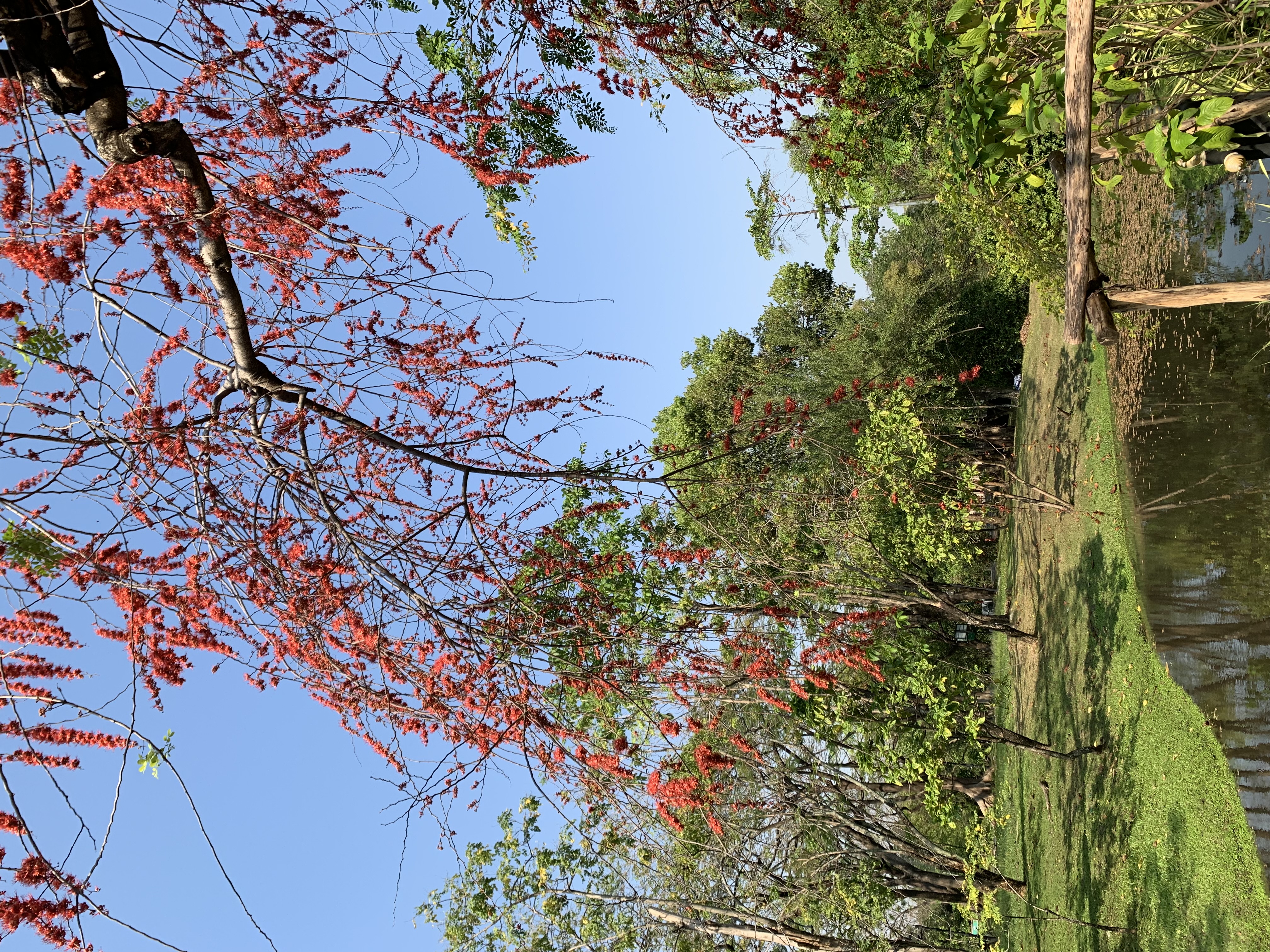 Queen Sirikit Park11.jpg